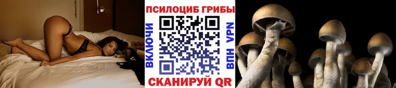 Галлюциногенные грибы Psilocybine cubensis  Ветлуга 